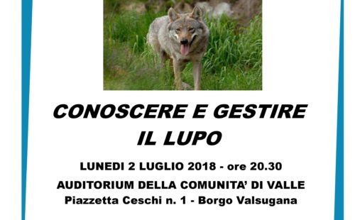 Lupo-in-Trentino-Borgo