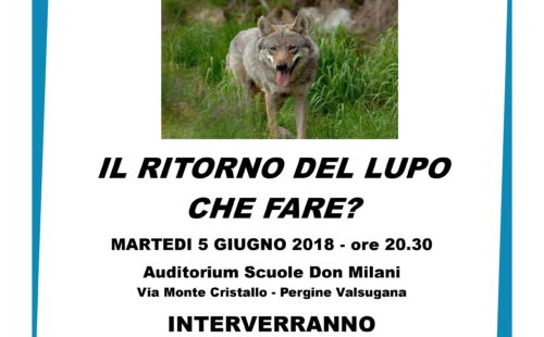 Lupo in Trentino Pergine