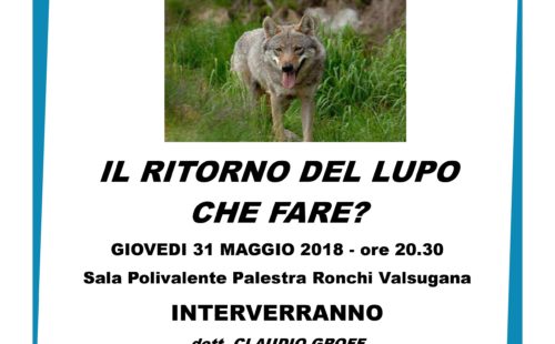 Lupo in Trentino Ronchi